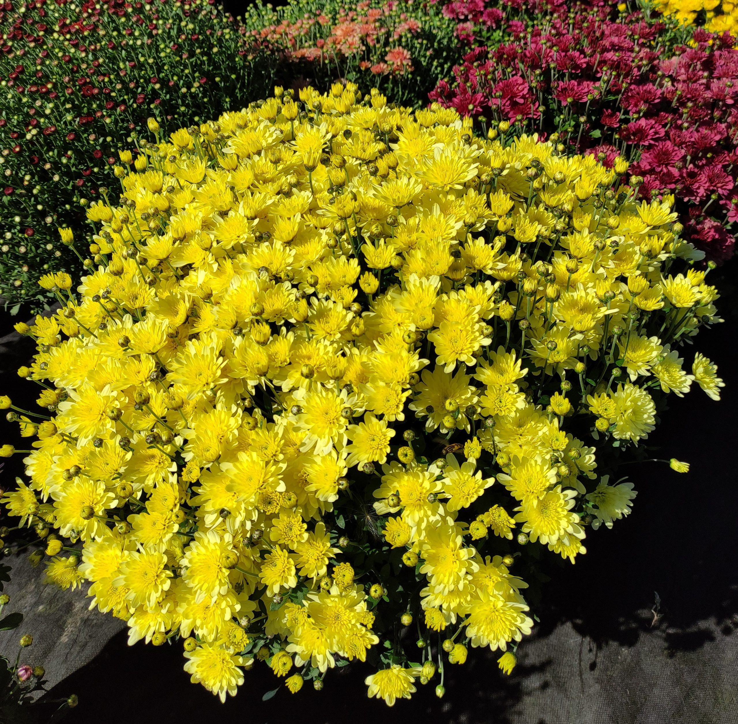 Хризантема жовта