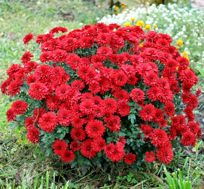 Хризантема помаранчева