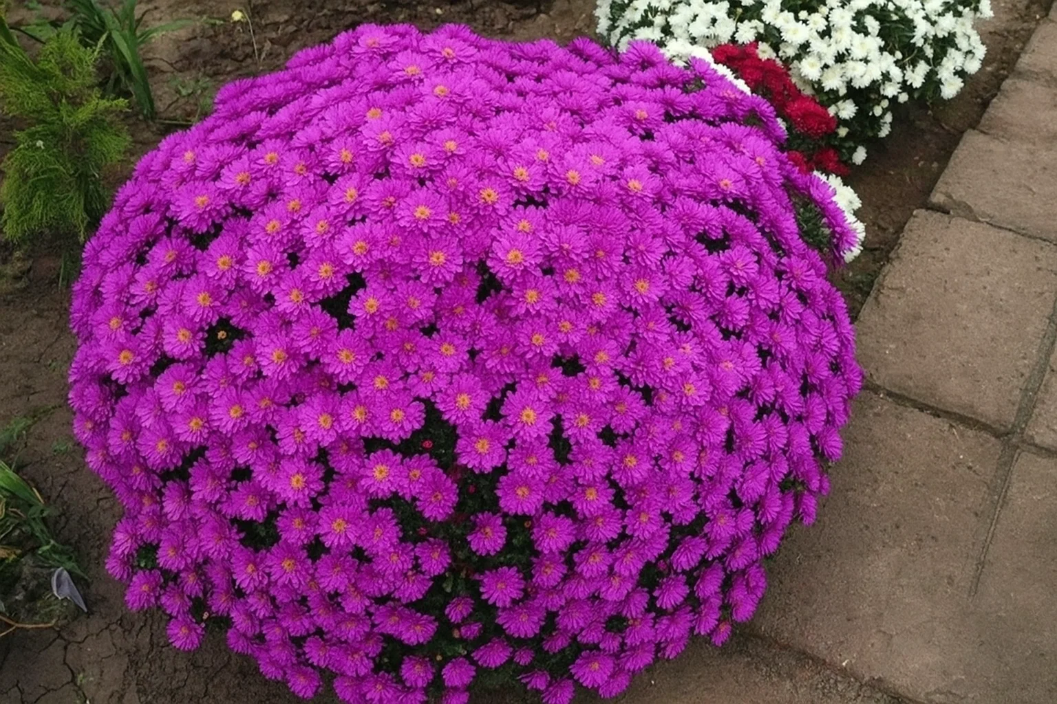 Хризантема блакитна