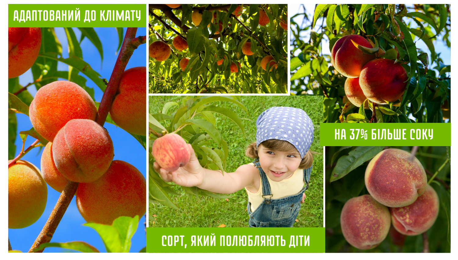 Стиглі персики Лібретто на гілках