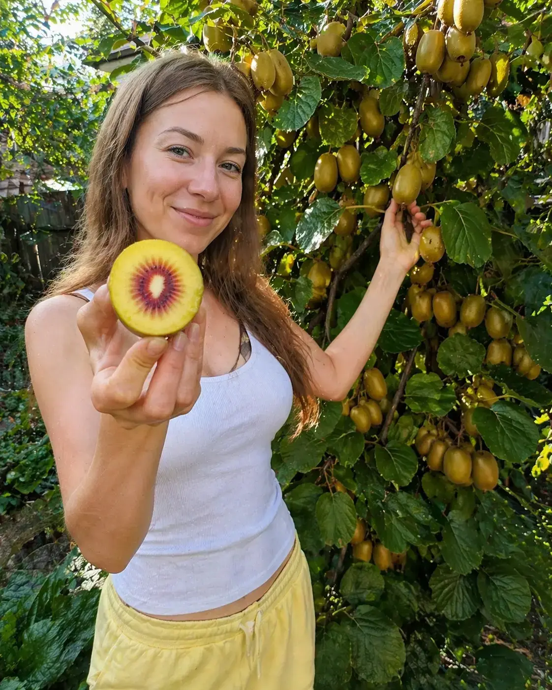 Рослина ківі Золотий Рубін з плодами